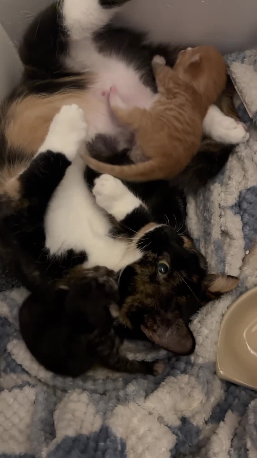 Mixed Breed cats for sale: 3 kittens available  in Southampton - Video 1