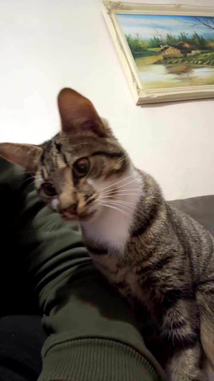 Mixed Breed cats for sale: ROCKY, MIXED TABBY - Video 1