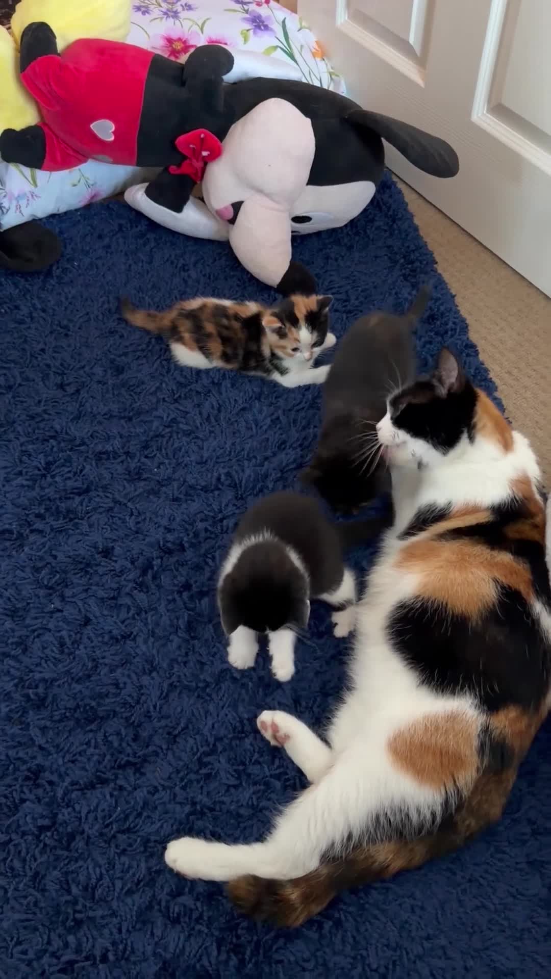 Mixed Breed cats for sale: Looking for forever home - Video 1