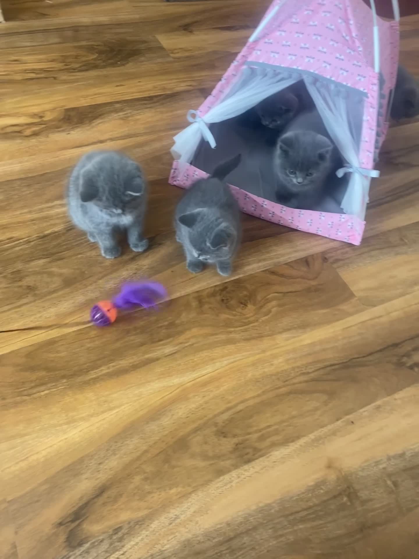 British Shorthair cats for sale: 6 British Shorthair Kittens - Perfect  **  4  ** ! - Video 1