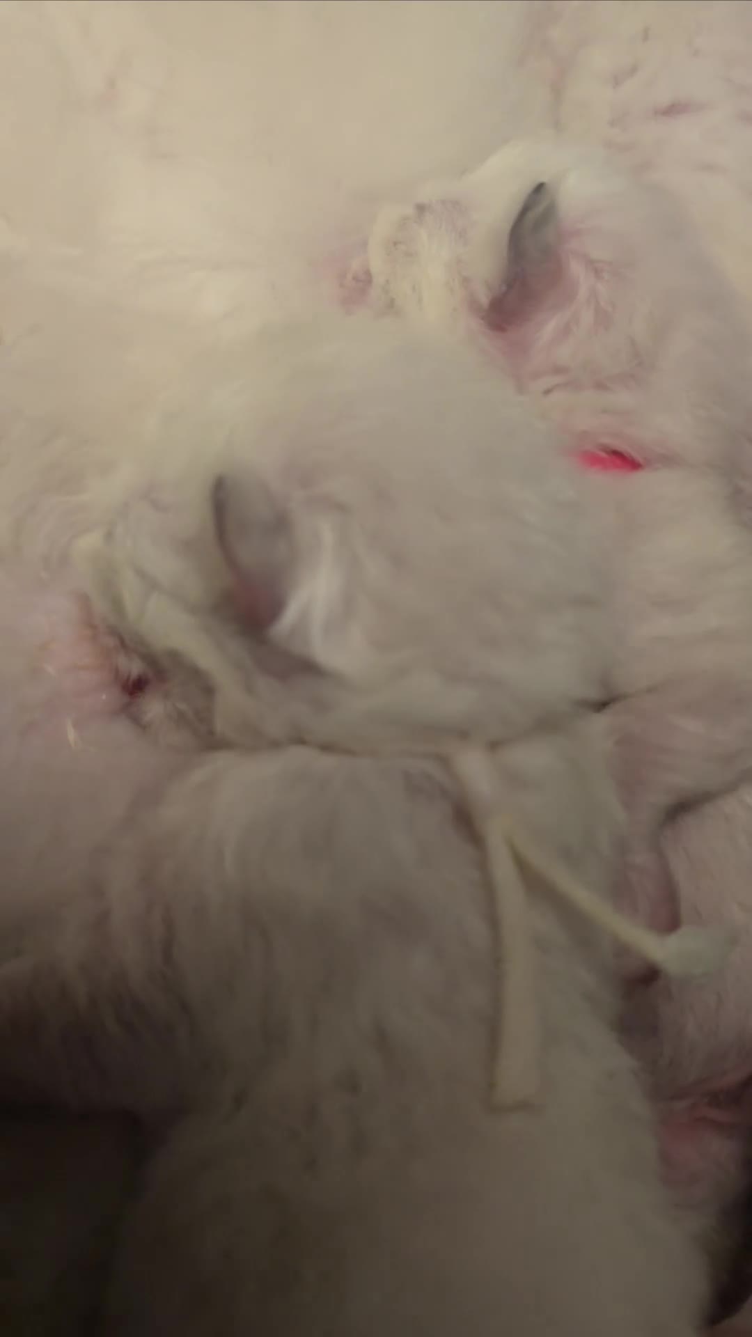 Ragdoll cats for sale: Ragdoll - Video 4