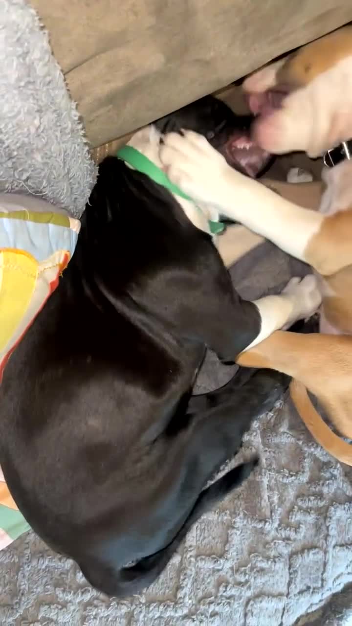 American Bull Staffy dogs for sale: Black and white staff, blue mother, white father  in Doncaster - Video 2
