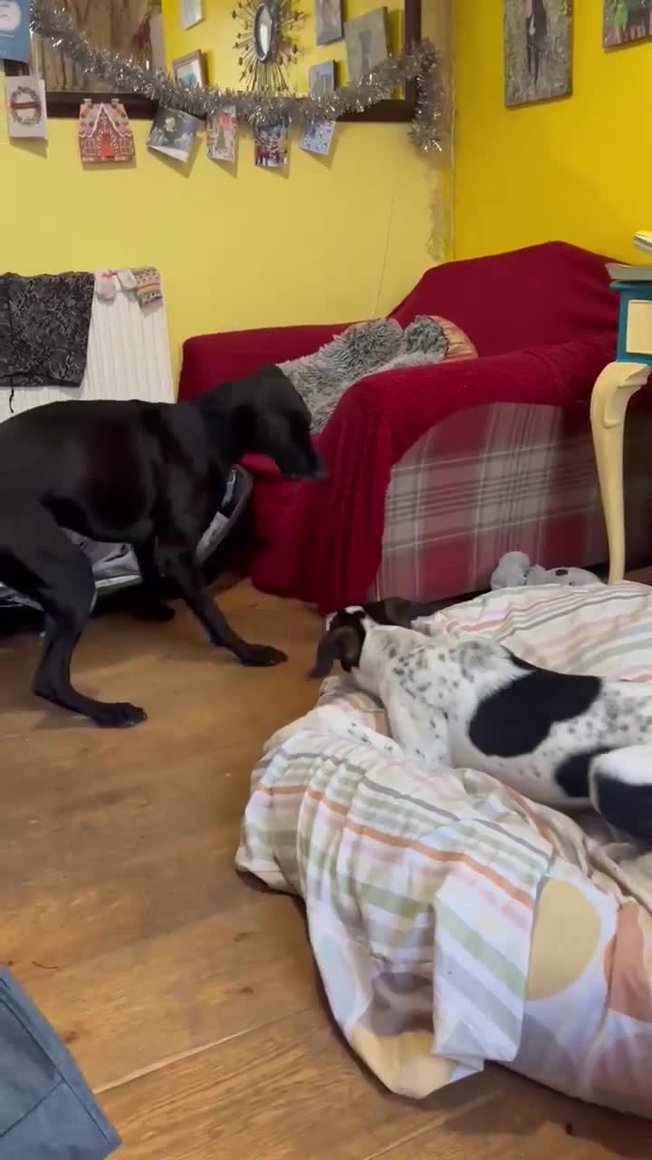 Mixed Breed dogs for adoption: Aria is ready for her forever family! - Video 1