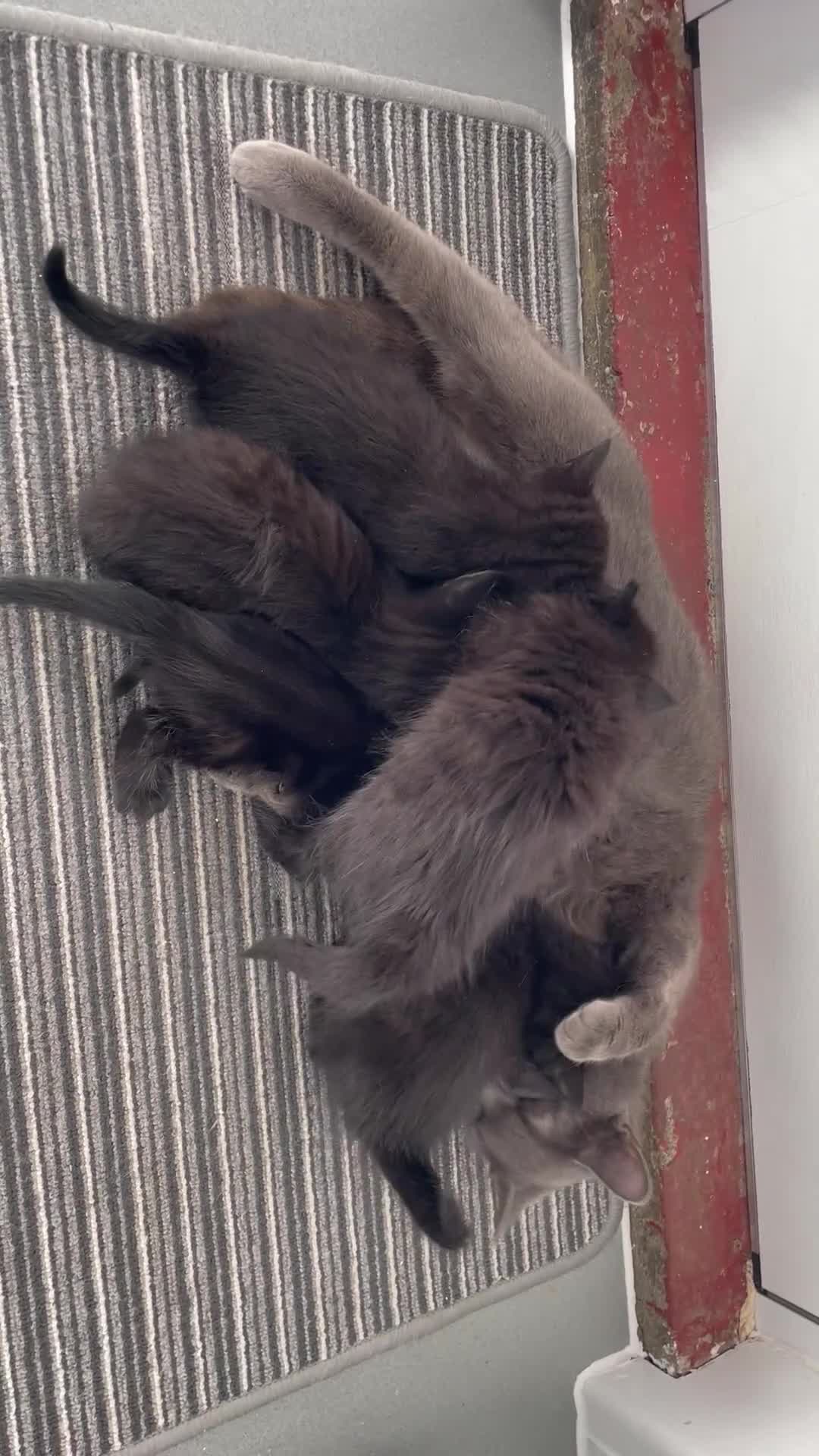 Russian Blue cats for sale: Russian Blue Kittens Available - Video 1