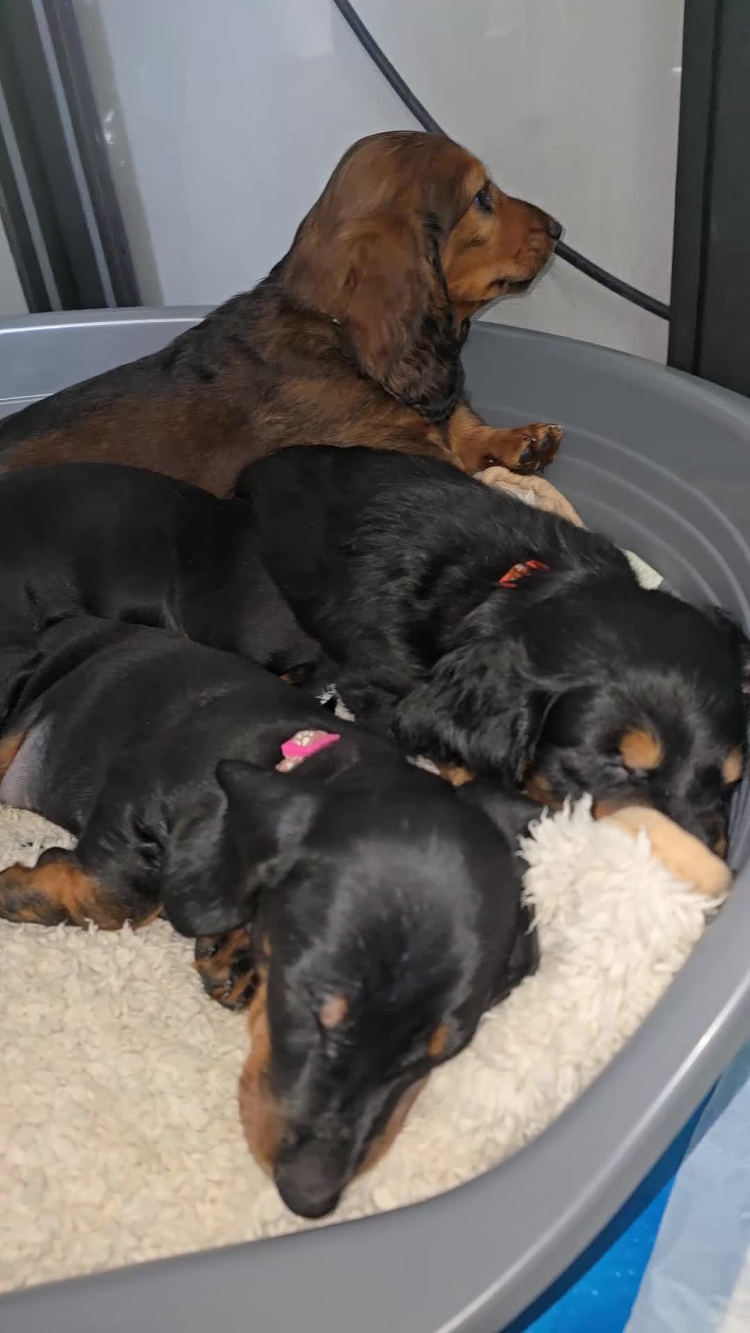 Dachshund dogs for sale: KC Standard Long Haired & Smooth Dachshund Puppies - Video 3