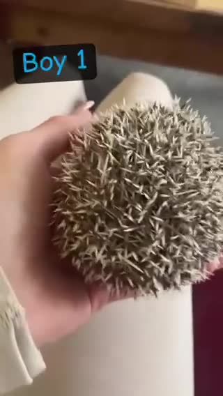 Pygmy Hedgehog rodents for sale: African Pygmy Hedgehog's  - Video 2