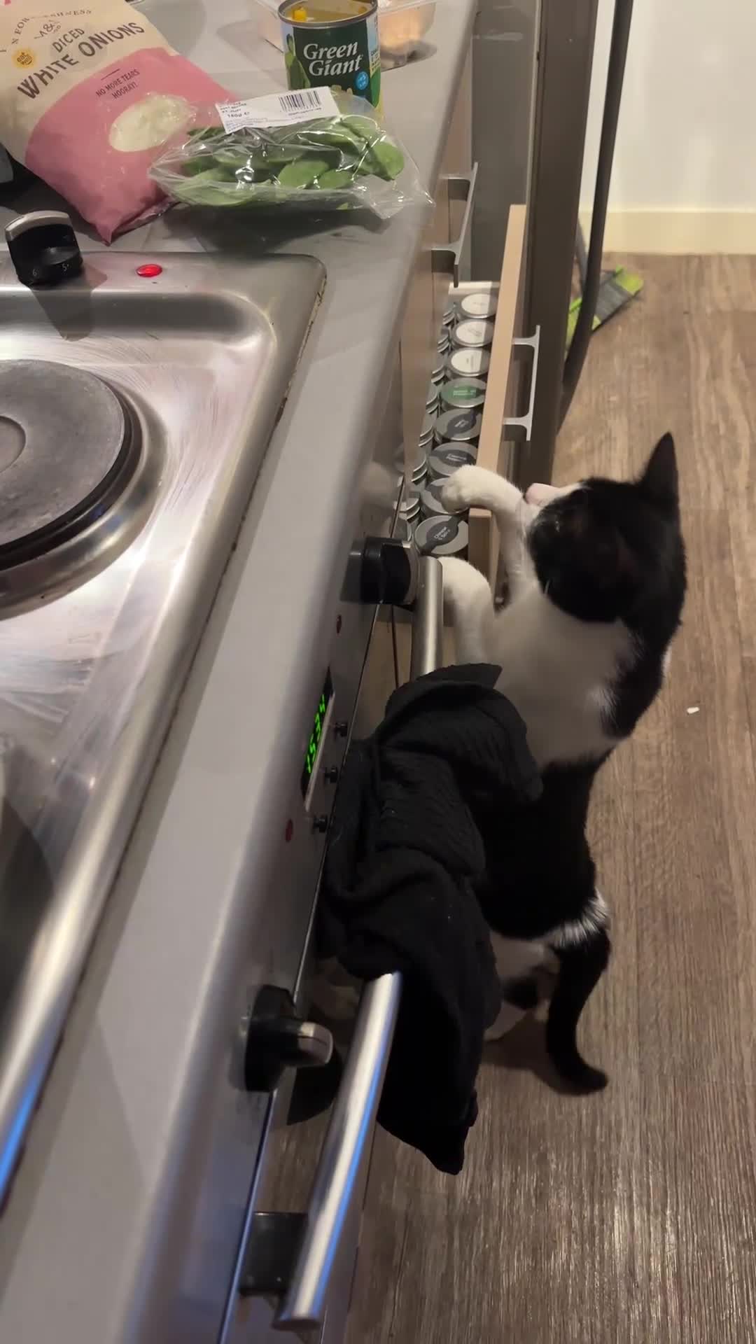 Domestic Shorthair cats for sale: Help needed for my lovely male cat Spyro - Video 1