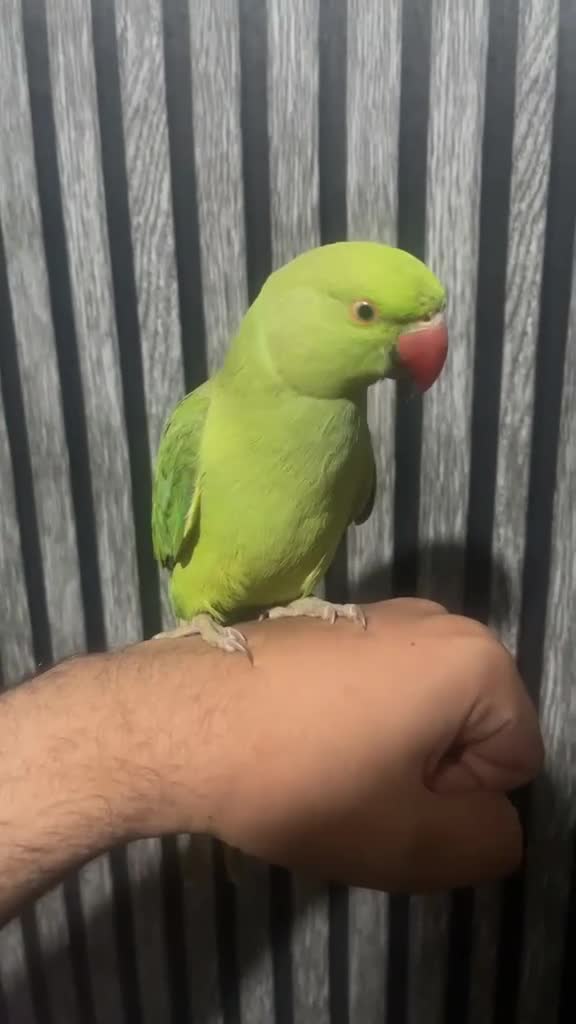 Ringnecks birds for sale: Green Indian ringnecks parrot  in Birmingham - Video 1