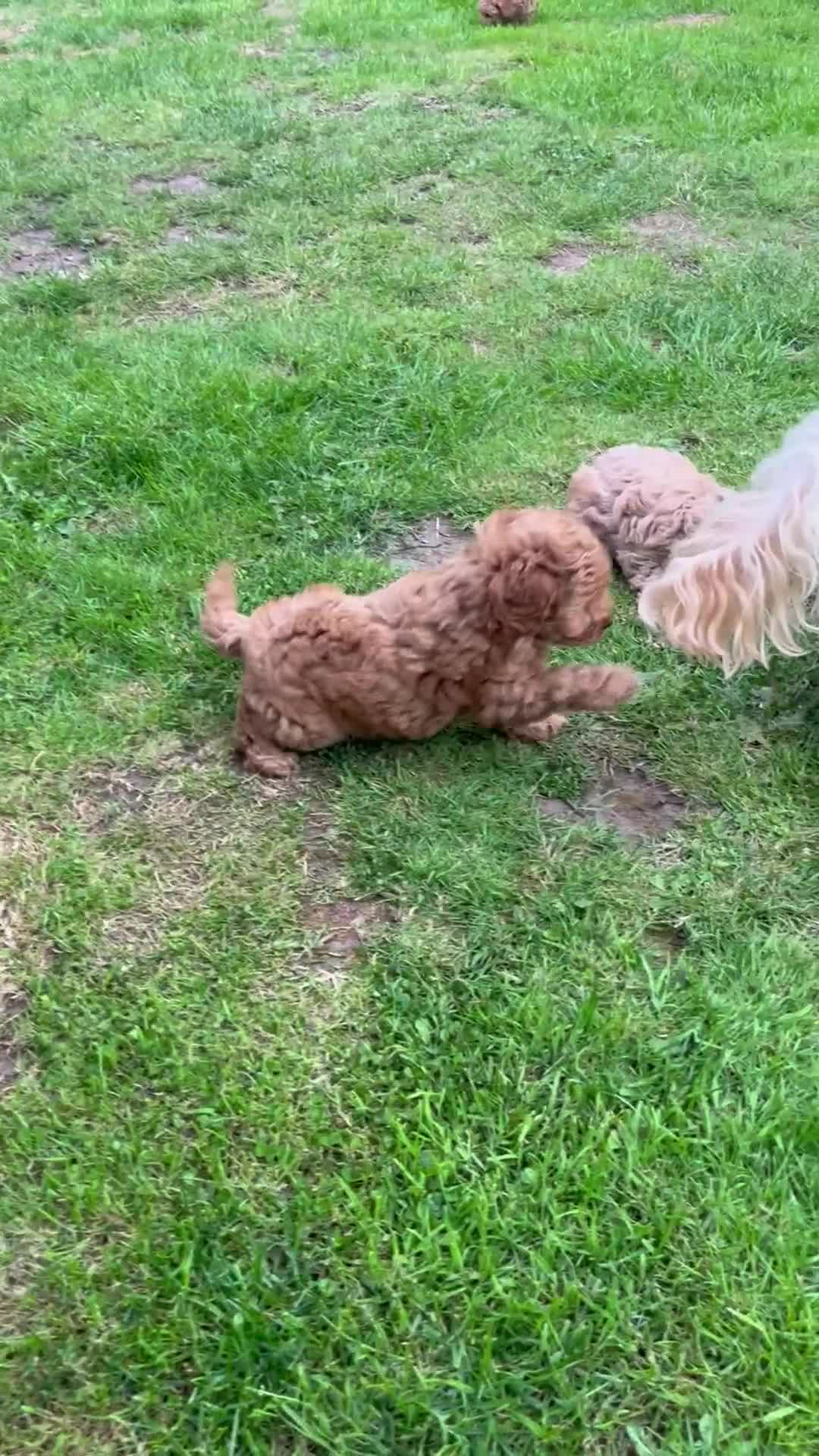 Mixed Breed dogs for sale: Gorgeous Malshipoo puppies  - Video 2