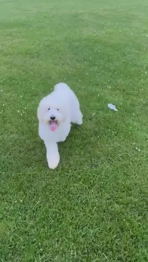 Standard Poodle dogs for stud: Standard White Poodle as stag - Video 1