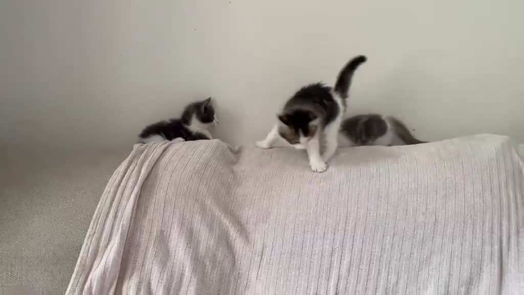 Mixed Breed cats for sale: Gorgeous Black & White kitten - Video 1