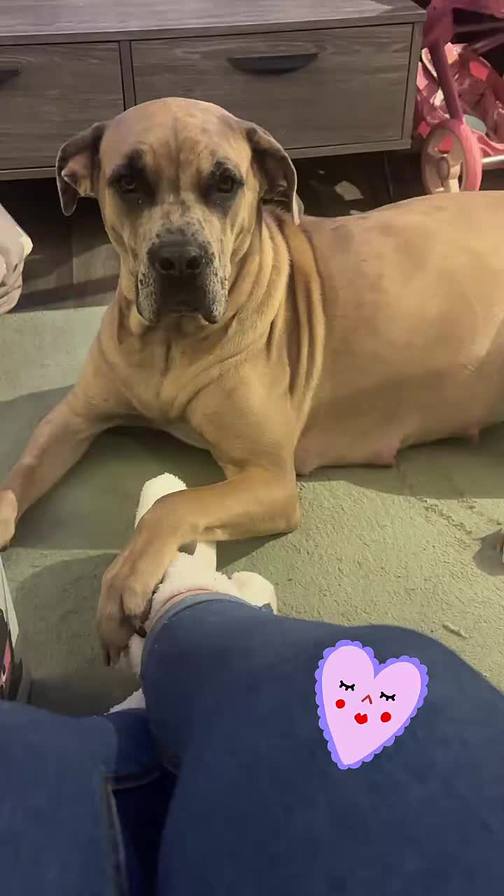 Cane Corso dogs for sale: Beautiful chunky  **  litter  - Video 1