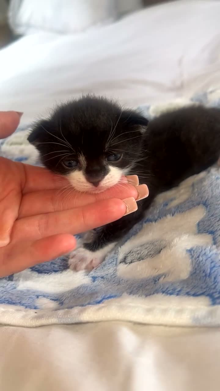 Mixed Breed cats for sale: 2 kittens left. BSH and Maine coon mix - Video 2