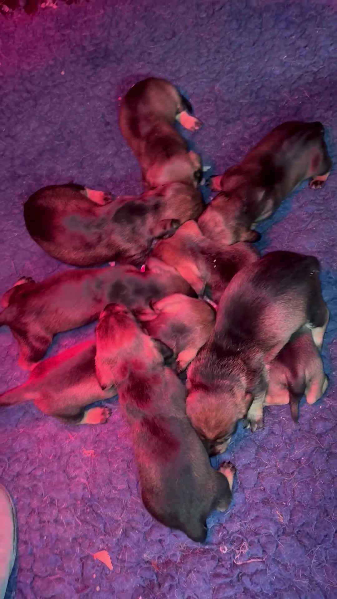 Dachshund dogs for sale: Wire haired Dachshund Puppies KC reg Teckle  - Video 1