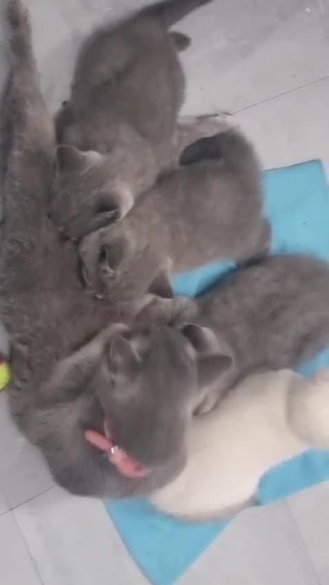 British Shorthair cats for sale: BRITISH SHORTHAIR PEDIGREE - FIRST LITTER - Video 1