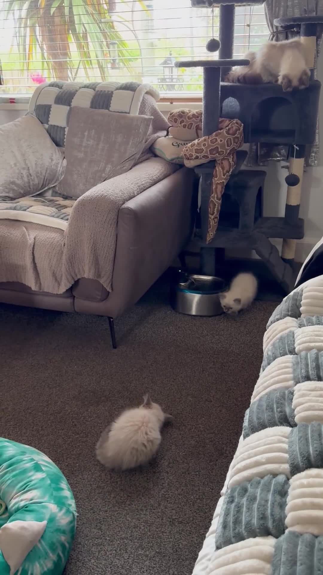 Ragdoll cats for sale: Adorable Ragdoll baby’s  - Video 1