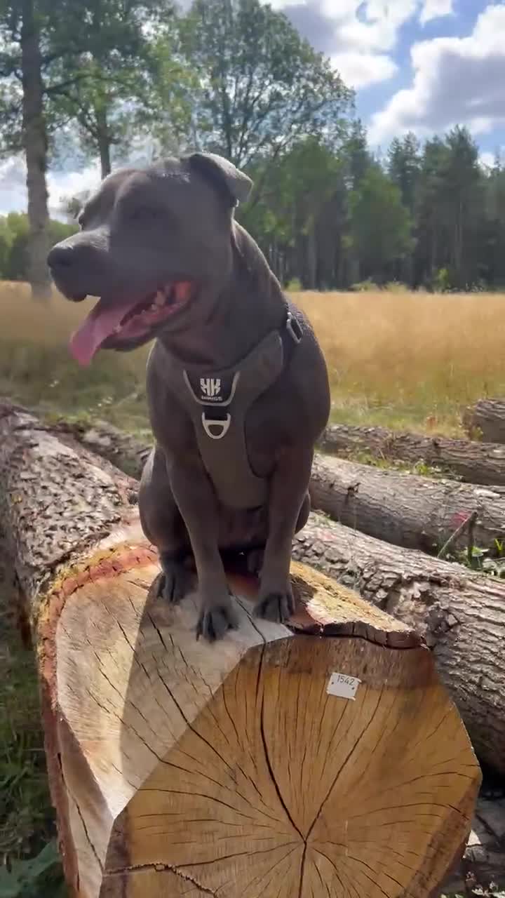 Staffordshire Bull Terrier dogs for sale: KC Registered Staffordshire bull terriers - Video 3