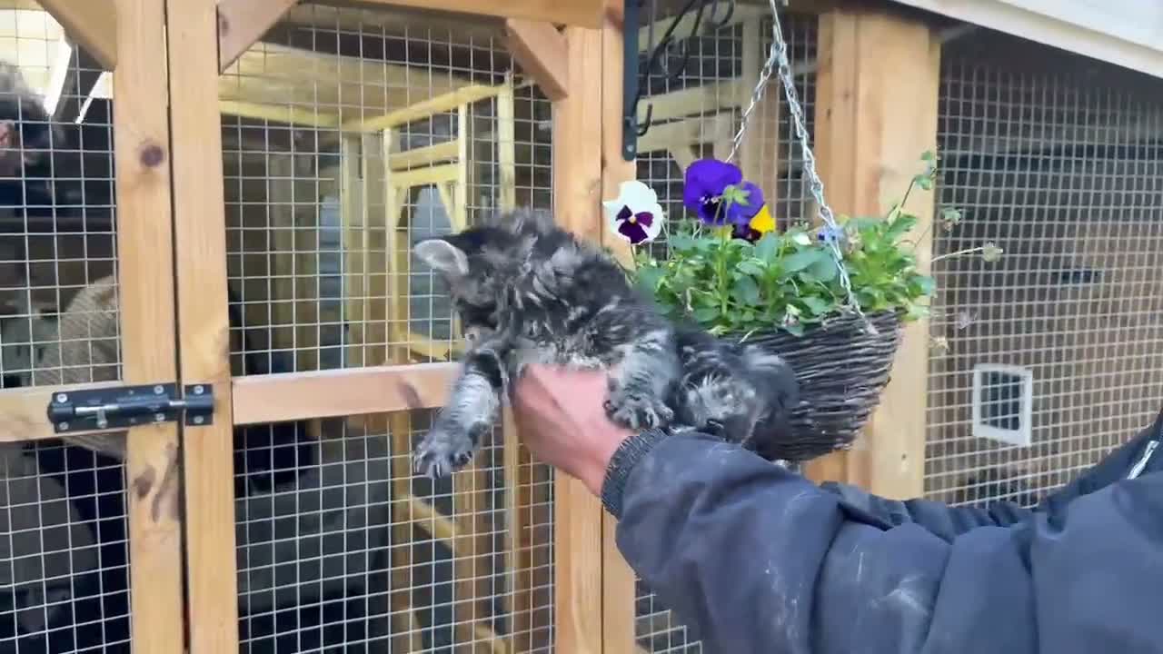 Maine Coon cats for sale: Olistars stud - LICENSED BREEDER  - Video 2