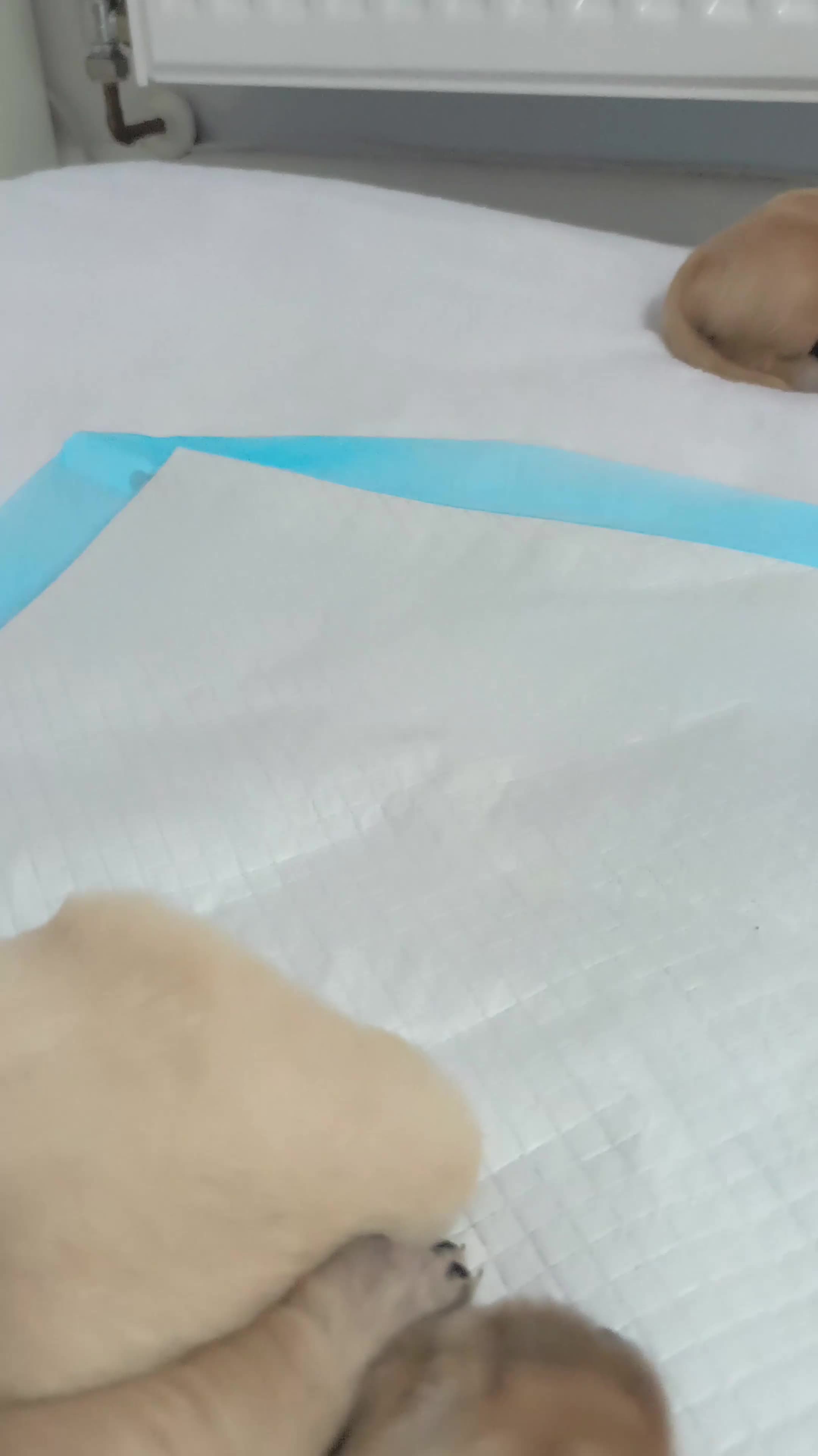 Golden Retriever dogs for sale: Gorgeous golden retriever puppies 🐕 - Video 3