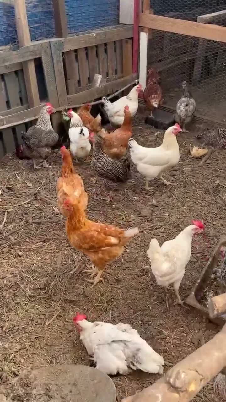 Chickens poultry for sale: Young chicken  - Video 1
