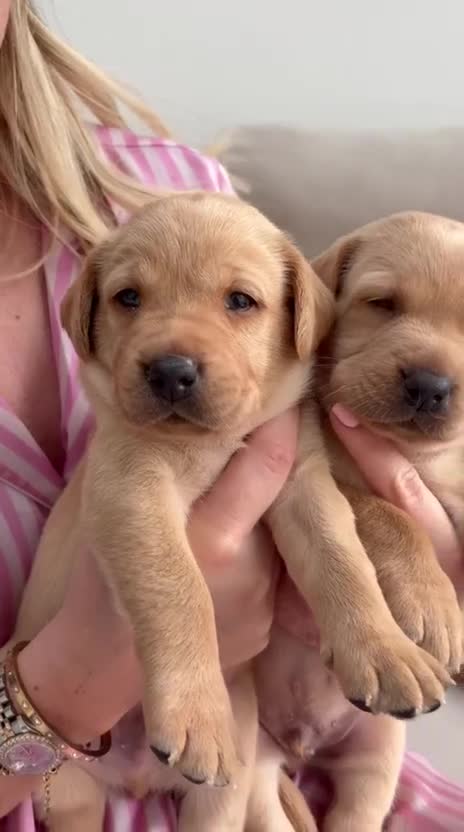 Labrador Retriever dogs for sale: Beautiful KC Registered Labrador Puppies - Video 2