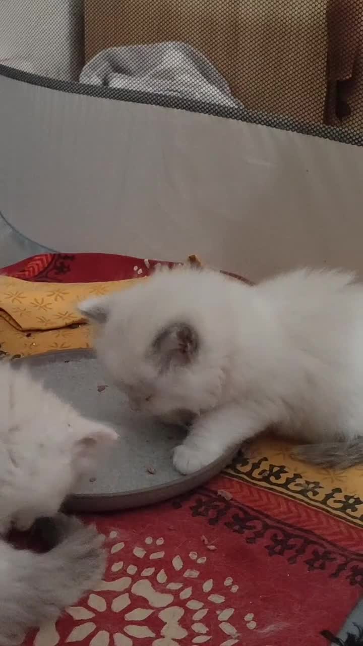 Ragdoll cats for sale: ❤️ Sweet Purrs Await: Your Ragdoll Friend ❤️ - Video 2