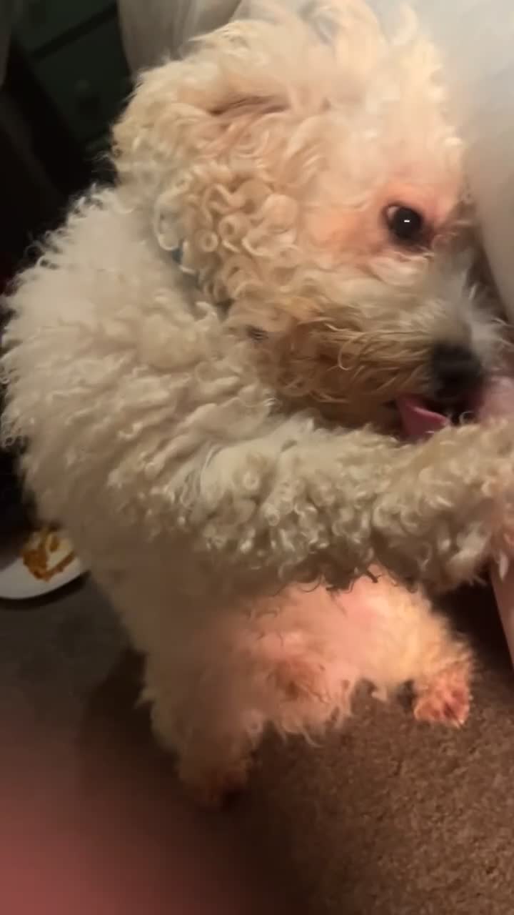 Bichon Frise dogs for sale: 🐾 Bichon Frise Seeking a Loving,Calm Forever Home - Video 1