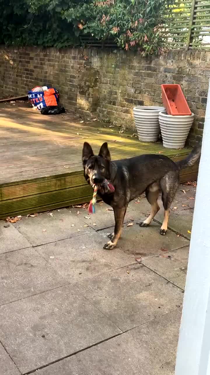 German Shepherd dogs for sale: German shepherd male - Video 1