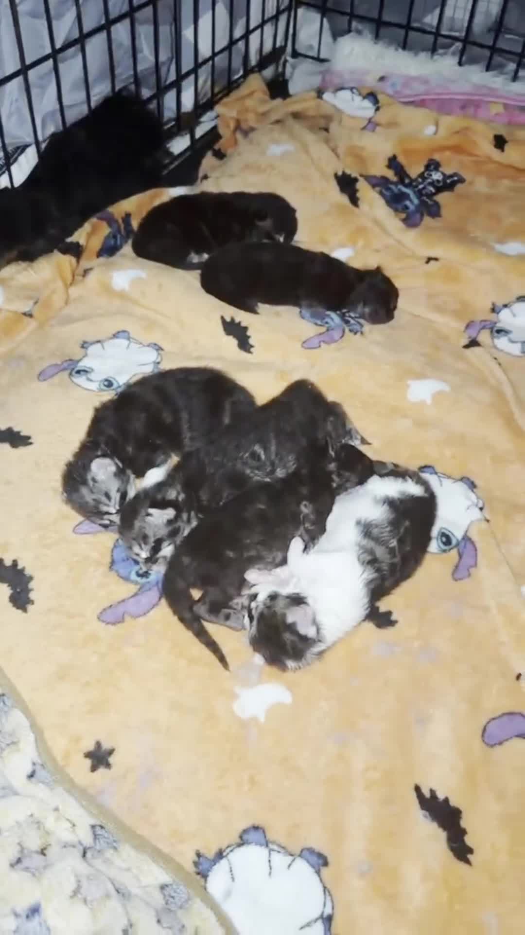 Maine Coon cats for sale: 6 beautiful Maine coon kittens  - Video 1