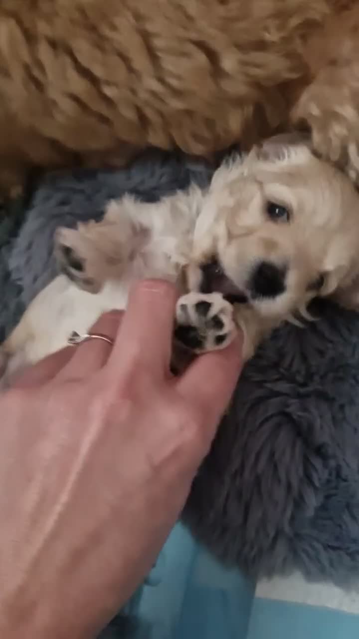 Maltipoo dogs for sale: Our beautiful Maltipoo puppy still available - Video 3