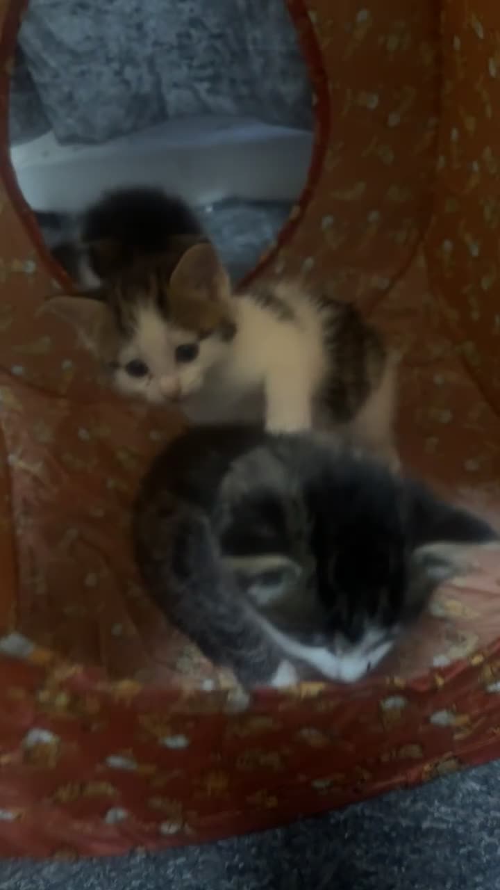 British Longhair cats for sale: Baby fluffy kittens 2 boys 2 girls  - Video 1