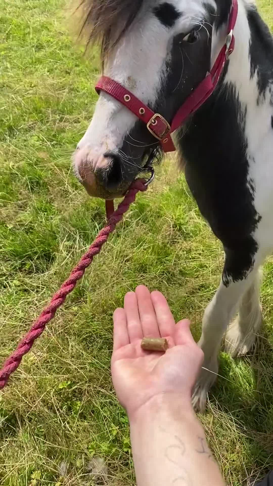 Other Breed horses for sale: Choppa - Video 5