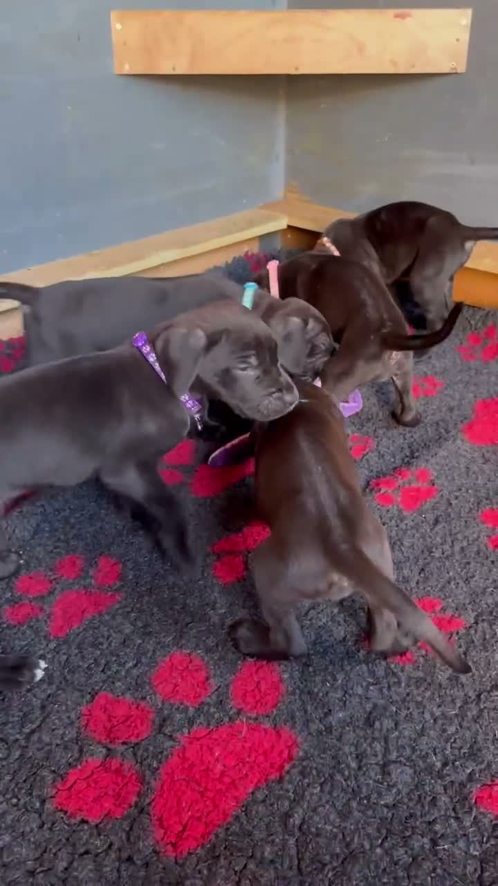 Great Dane dogs for sale: Ready now! Beautiful KC Great Dane puppies  - Video 1