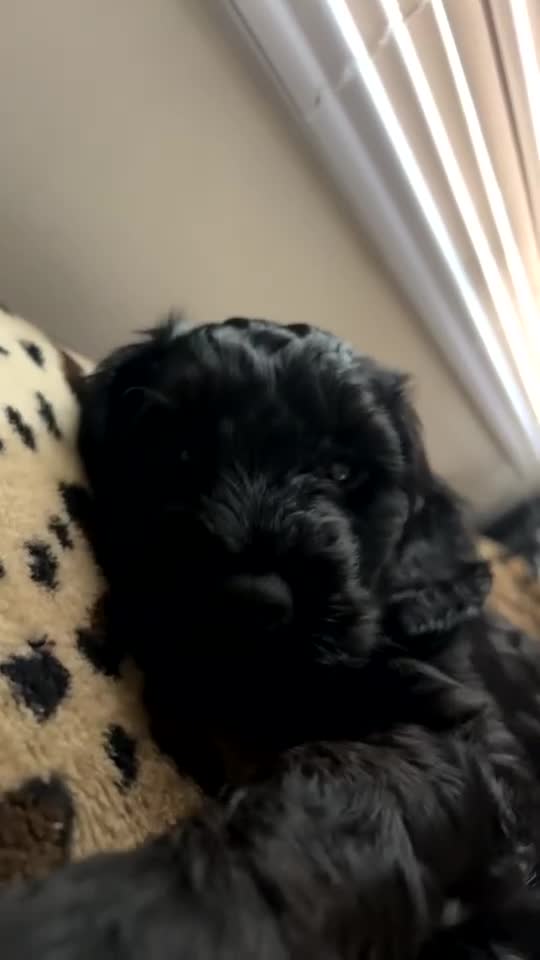 Cockapoo dogs for sale: F2 cockapoo for sale (black male left)  - Video 1