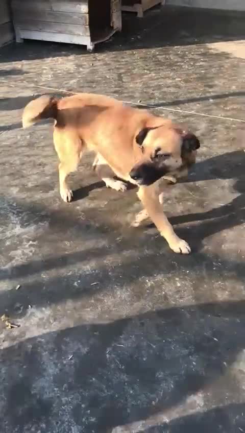 Mixed Breed dogs for adoption: Captain, 10 yrs old. Available for adoption. - Video 4