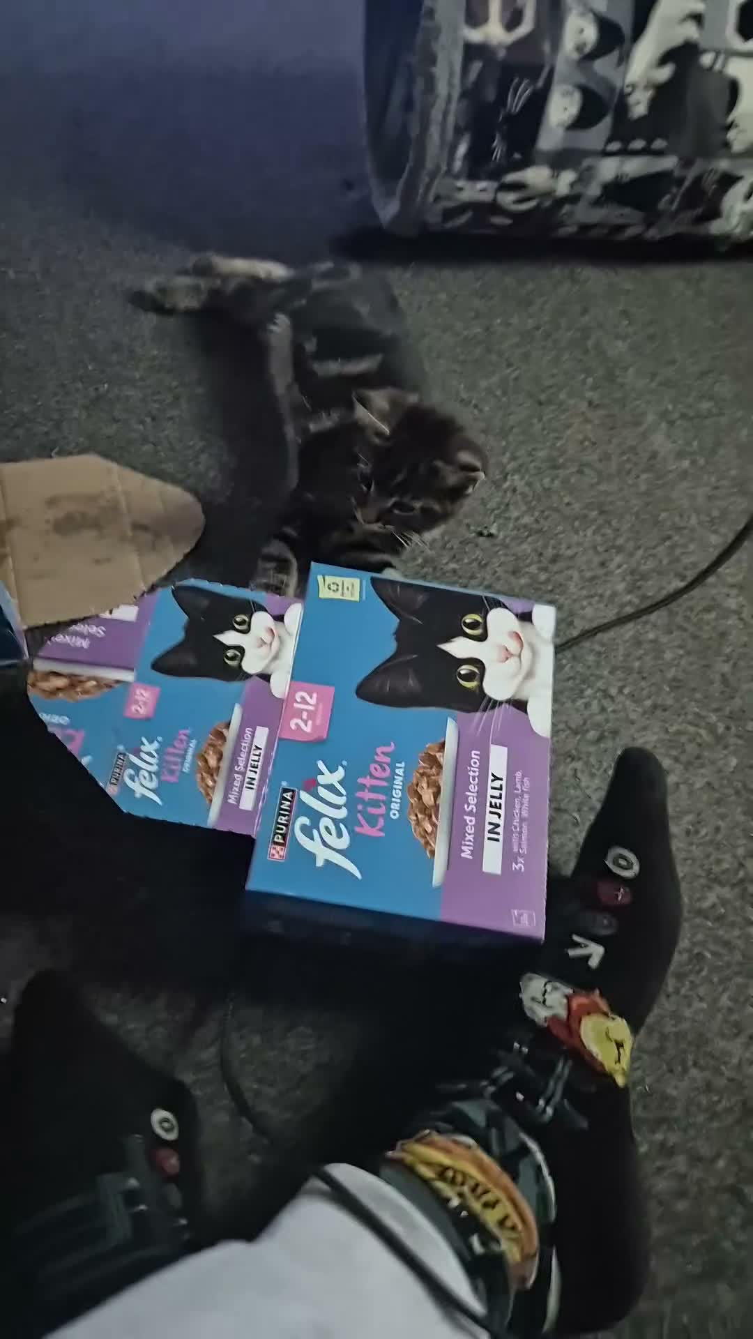 Mixed Breed cats for sale: 3 marble tabbies mixed with a mackerel tabby - Video 1