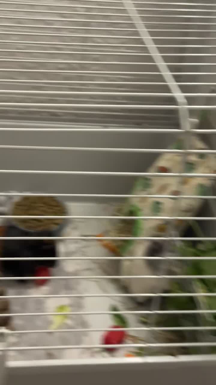 Mixed Breed livestock for sale: 3 Guinea pigs  - Video 2