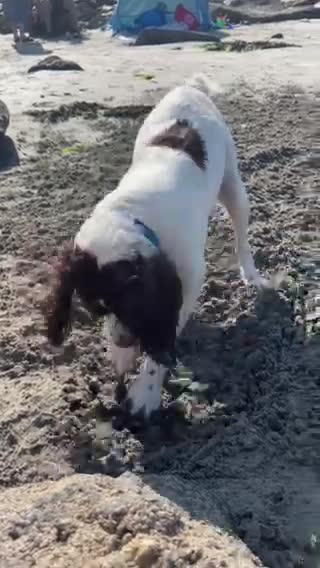 English Springer Spaniel dogs for stud: Proven English Springer Spaniel for stud  in Bude - Video 3