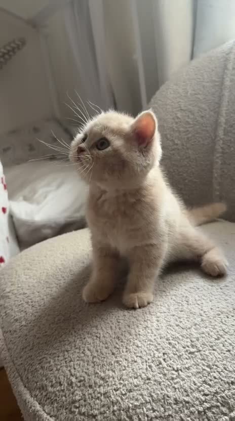 British Shorthair cats for sale: Cream British Shorthair Kitten Boy in Maidenhead - Video 2