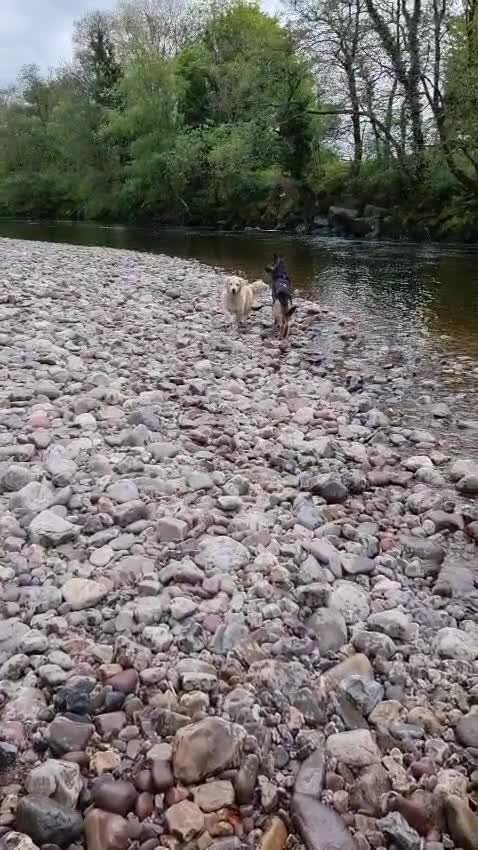 German Shepherd dogs for sale: Loving Home Wanted for 4yr Old German Shepherd  in Swansea - Video 2