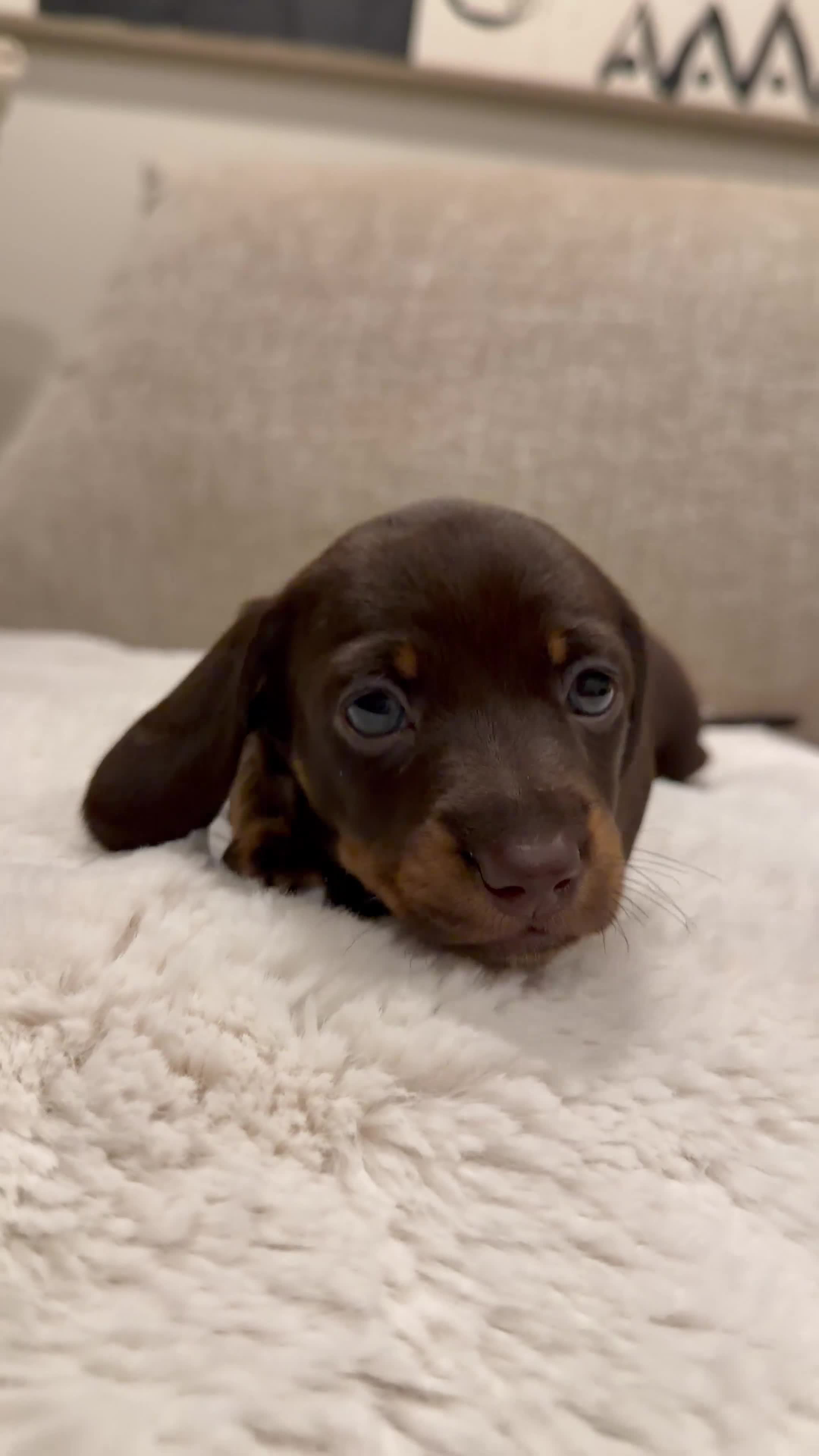 Miniature Dachshund dogs for sale: KC Registered MiniatureDachshund, best bloodlines - Video 4