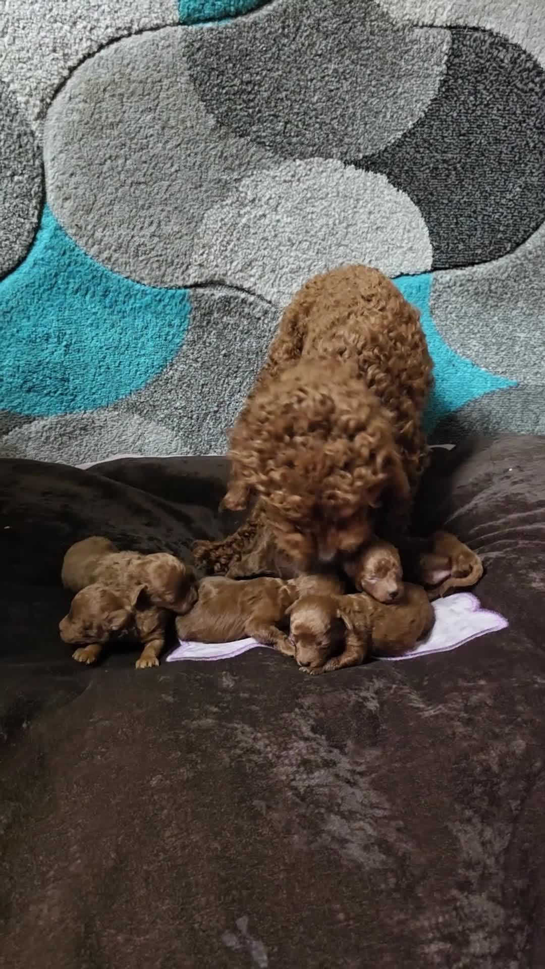 Toy Poodle dogs for sale: Beautiful Red Toy Poodle Puppies  in Dagenham - Video 1