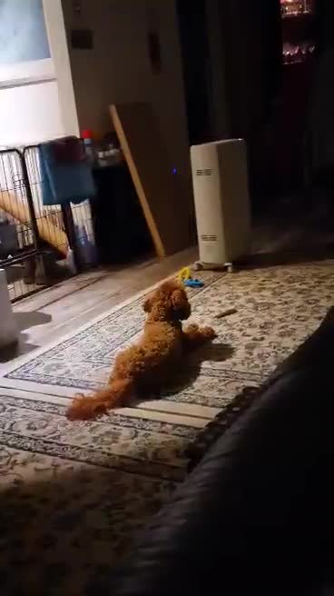 Toy Poodle dogs for stud: Toy poodle for stud  - Video 2
