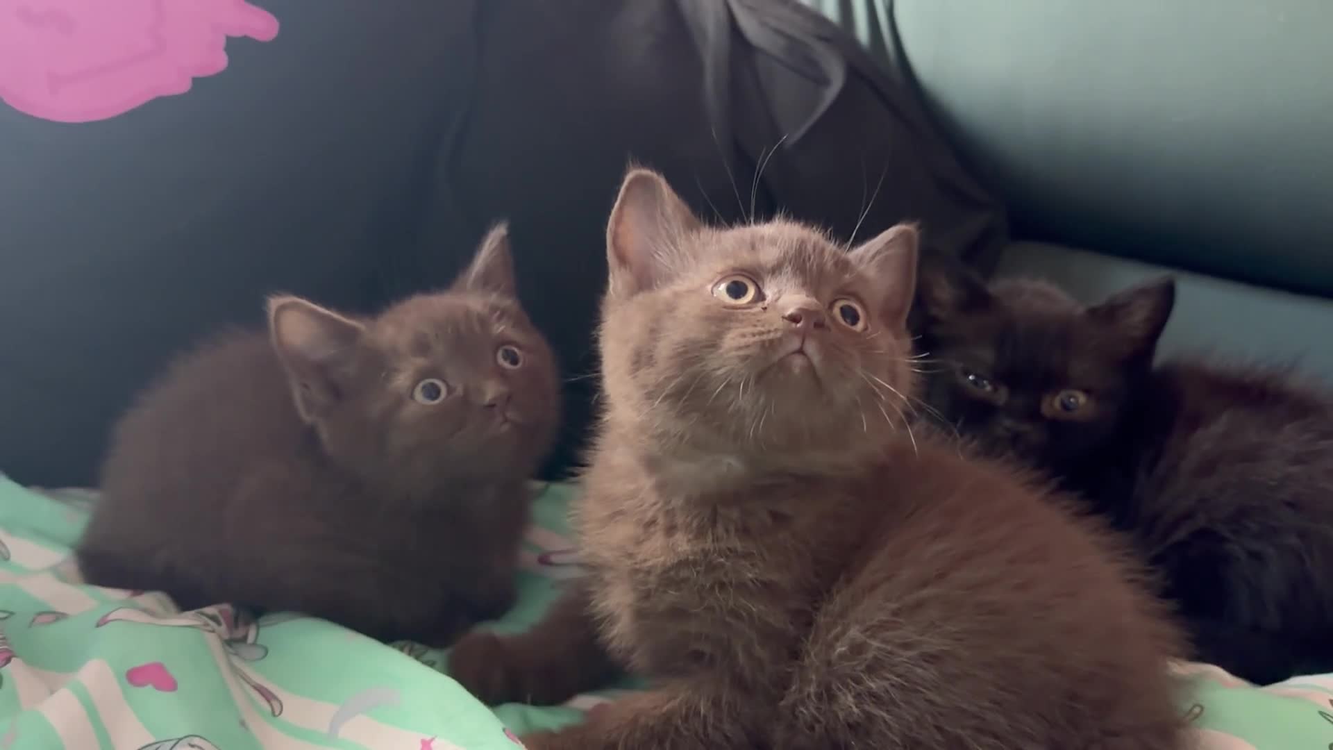 British Shorthair cats for sale: Kitens will be ready for 17 June  - Video 3