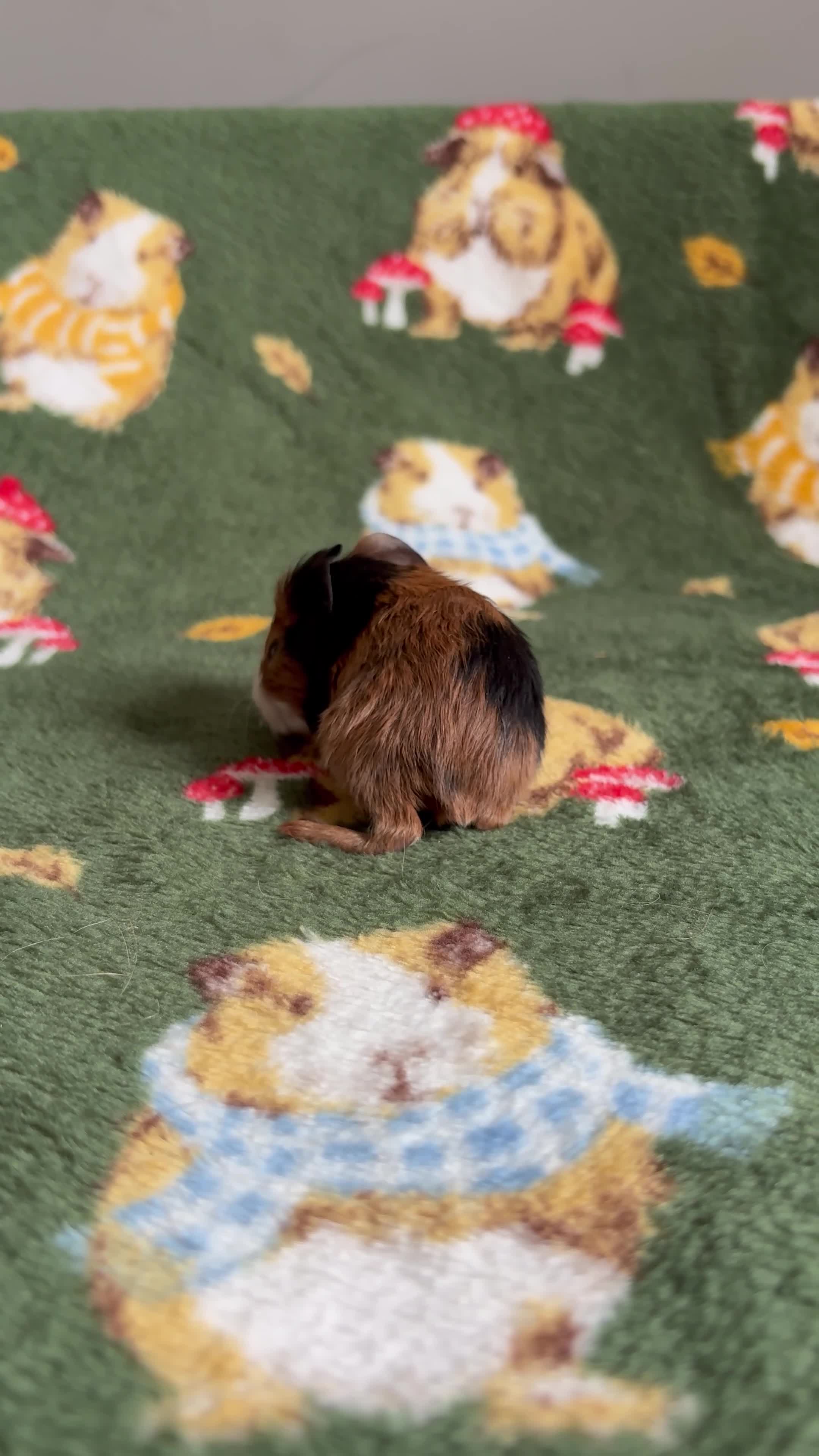 Guinea Pig rodents for sale: Beautiful Guniea pigs for sale Girls & Boys  - Video 2