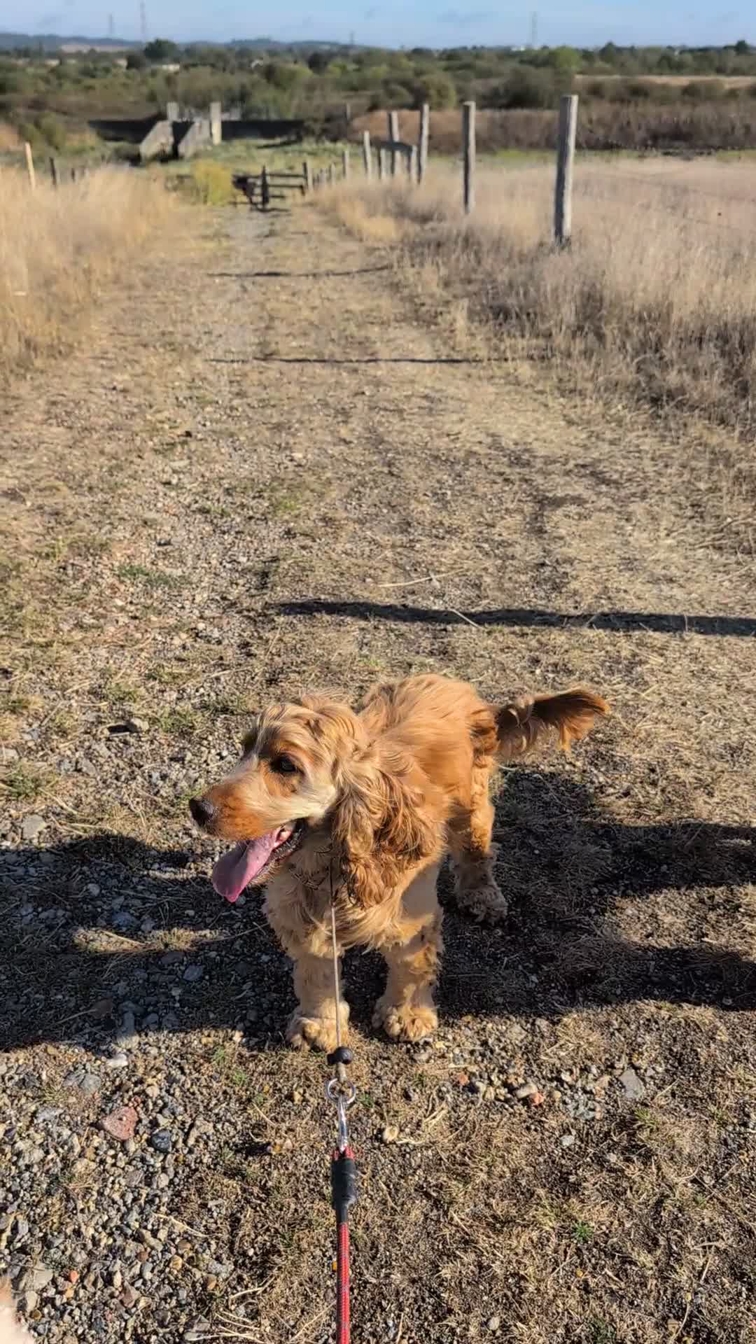 Cocker Spaniel dogs for sale: Experienced Confident Home Required  - Video 1
