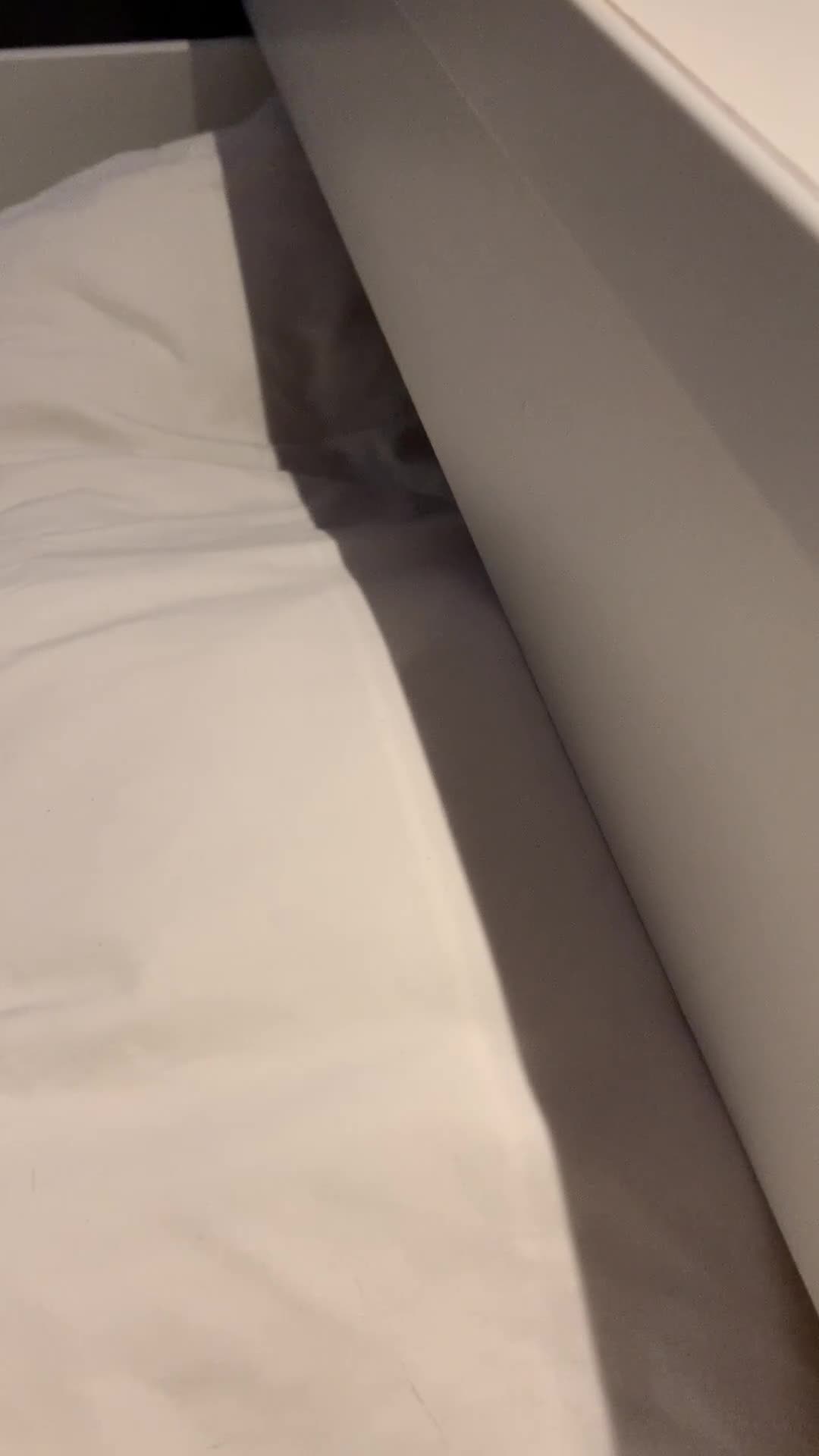 British Shorthair cats for sale: British Shorthair Blue Kittens 💛 Raised with Love - Video 4