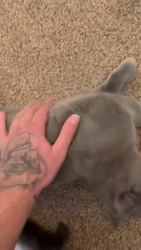 British Shorthair cats for sale: Milo 🤍🩵 - Video 1