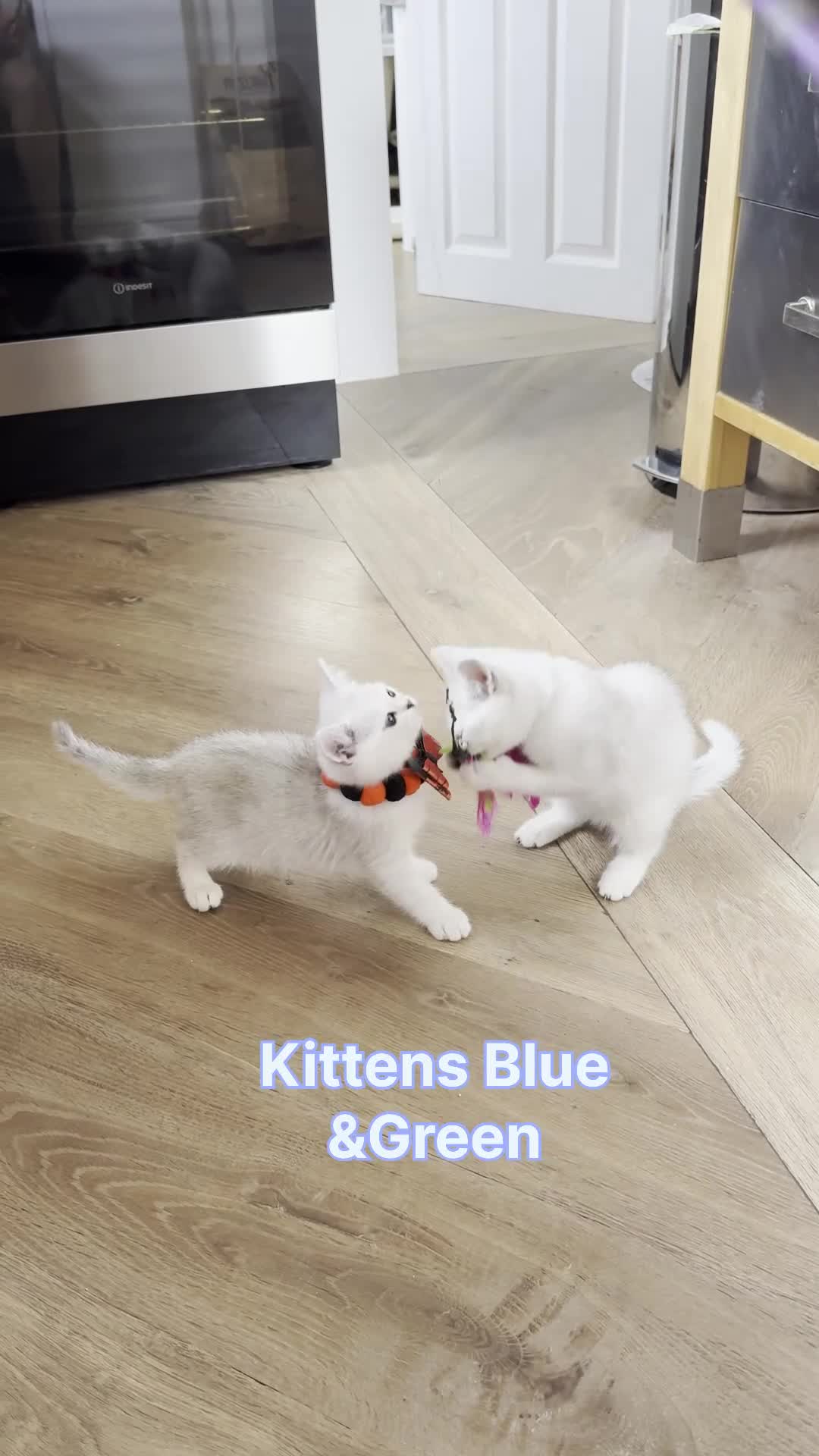 Scottish Fold cats for sale: Two Scottish Straight Boys  - Video 2