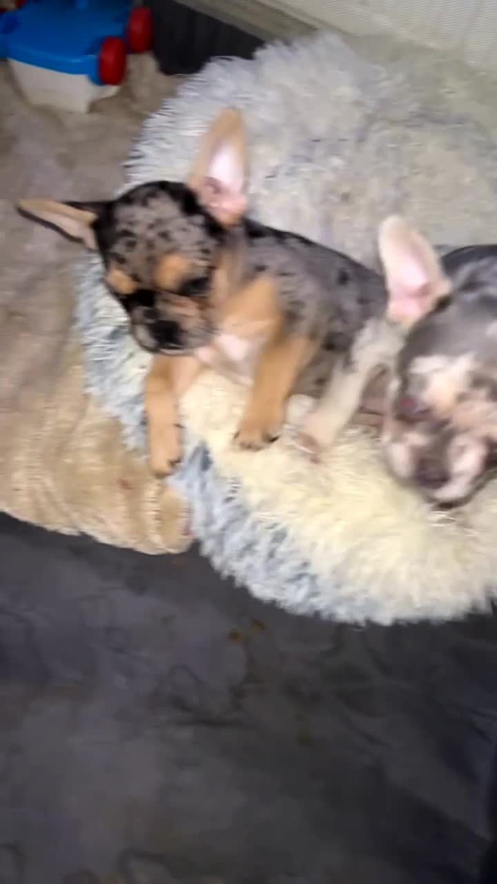 French Bulldog dogs for sale: French bulldog puppies fluffy carriers  - Video 3